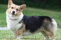 Вельш-корги пемброк