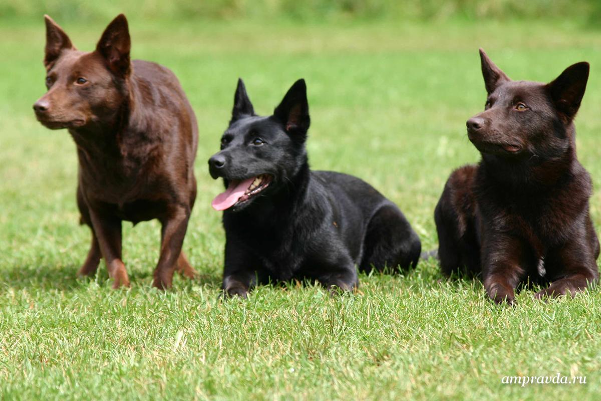 Австралийский келпи