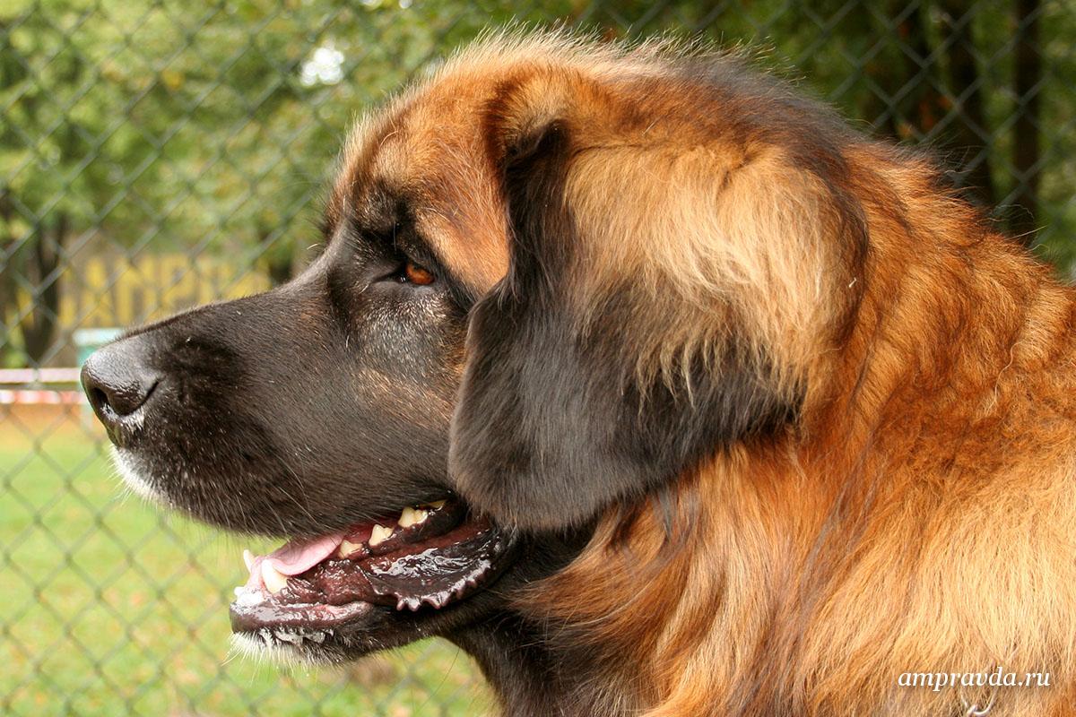 Леонбергер