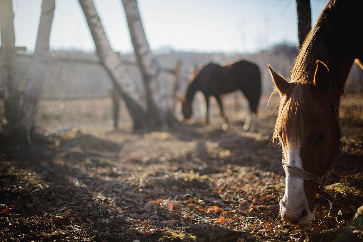 Фото: Сергей Лазовский (архив)
