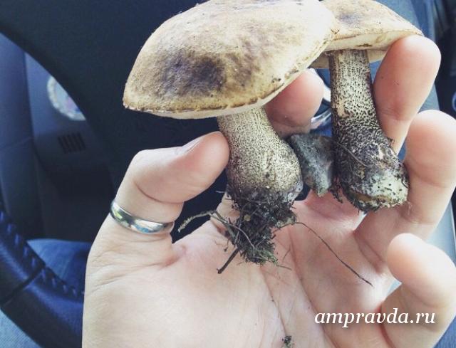 В Приамурье начали собирать первые грибы / На севере Амурской области стартовал грибной сезон. Первые подберезовики уже собирают и выкладывают в социальные сети жители Тынды. Между тем благовещенцы съедобных грибов в местных лесах пока не находят.