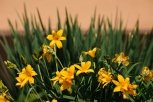 «Амурская правда» объявляет фотоконкурс цветов