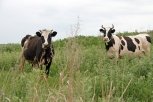 Проекты типовых животноводческих ферм создадут в Амурской области