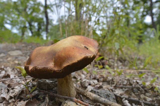 Из-за жары и зноя в лесах Приамурья нет грибов / Амурчане сетуют:  из-за жаркого лета в лесах нет грибов. Обычно в середине июля жители южных районов области уже собирали подосиновики, подберезовики и первые маслята. Как говорят опытные грибники, этим летом зной просто выжег грибницы.  
