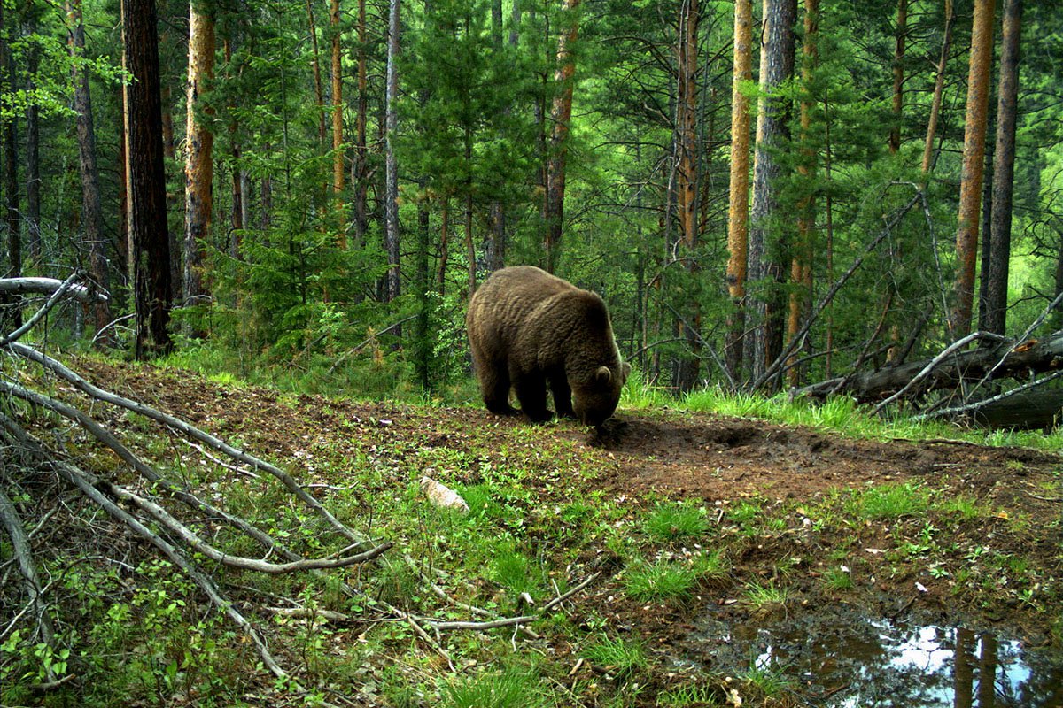 Фото: siburbia.ru