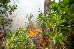 В двух районах Приамурья установлена чрезвычайная степень пожарной опасности