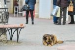 До конца года с улиц Благовещенска отловят 200 бездомных собак