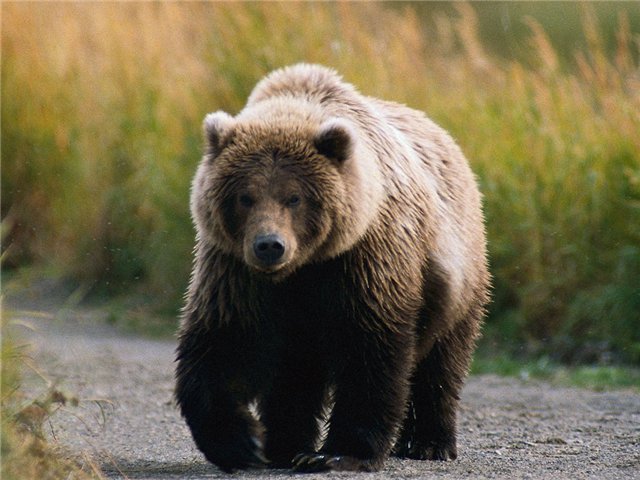 Фото: po4emu.ru