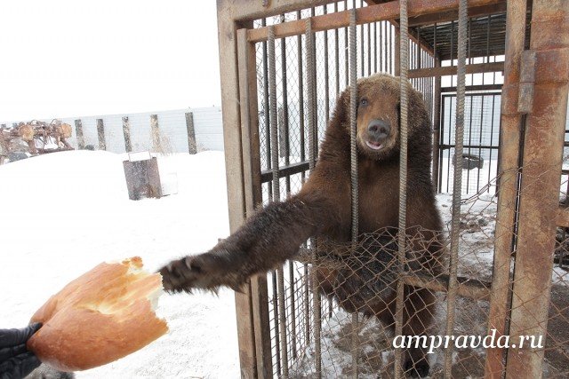 Медведь: убить нельзя оставить. Насколько был оправдан отстрел хозяина тайги / 5 октября ранним утром в поселок Златоустовск Селемджинского района зашел бурый медведь. Прошел мимо детского сада, местной администрации, прогулялся по площади. По счастливой случайности в лапы косолапому никто не попал. В обед медведь вышел к вахтовому поселку старателей, где и был застрелен. Последний факт  вызвал общественный резонанс. «Живодеры! У нас только и могут убивать! В чем виноват худой и голодный зверь? — сокрушаются интернет-пользователи. — А нельзя ли было более гуманно подойти к этому делу и сохранить жизнь дикому животному? Усыпить мишку, а после поместить в какой-либо зоопарк. Или накормить, отвезти подальше в лес и оставить ему там мешок еды». АП поговорила со специалистами и выяснила, насколько оправданно было убийство хозяина тайги.