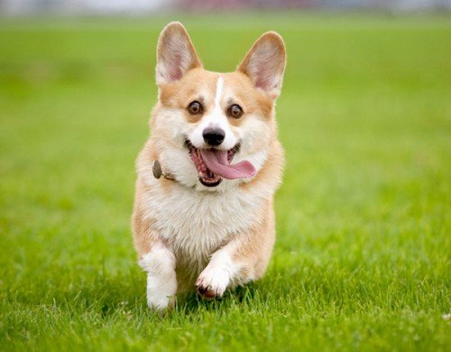 Фото: mirsovetov.ru