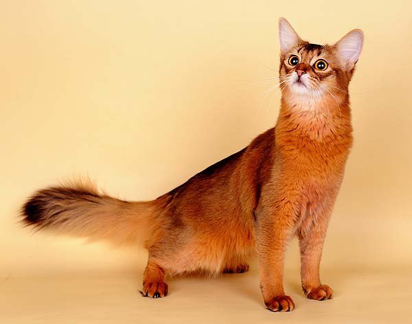 Фото: usatiki.ru