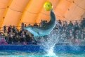 Черноморские дельфины показали шоу «Пираты Карибского моря» для 800 детей-сирот