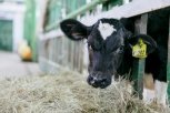 В Приамурье серьезно выросла продуктивность молочных коров