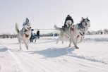 Участников благовещенской «Лыжни России» снова покатают на собачьих упряжках
