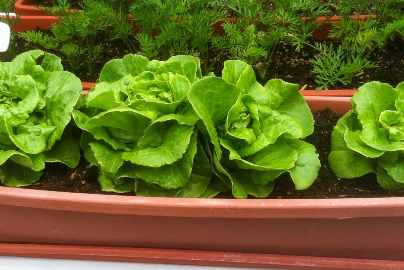 Фото: highergroundveggies.com