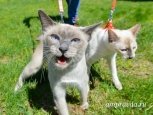 9 самых дорогих, редких и популярных кошек в Приамурье