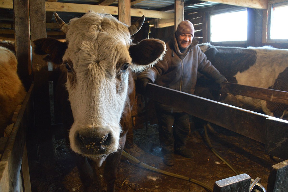 Молочное животноводство — самый сложный вид агробизнеса.