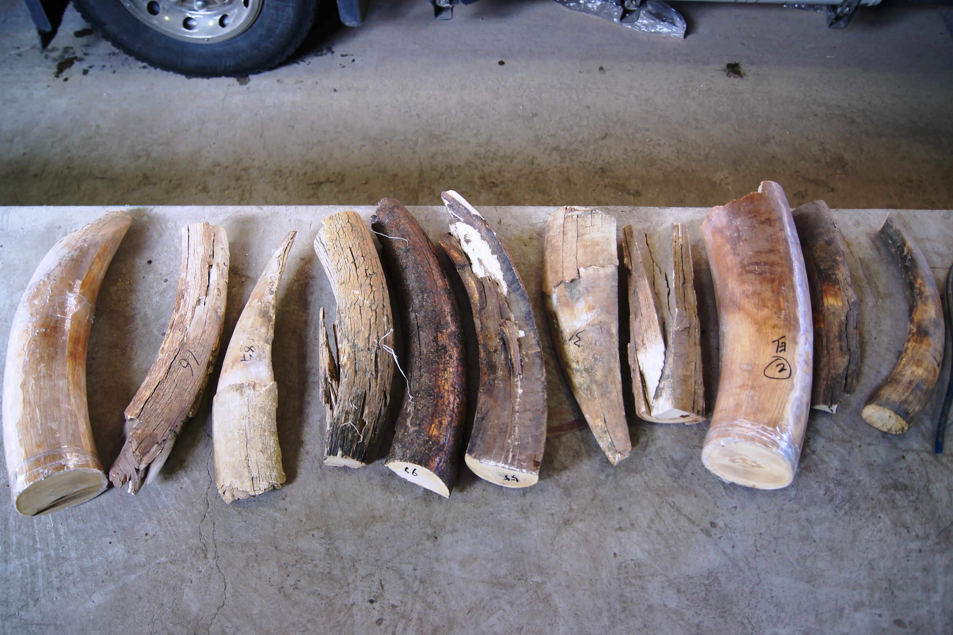 Фото: Пресс-служба Благовещенской таможни