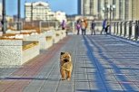 В амурской столице не нашлось желающих отлавливать безнадзорных животных