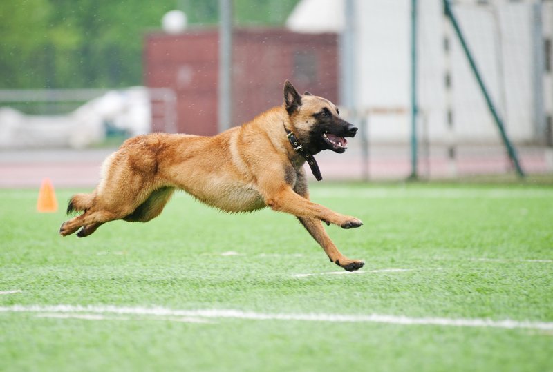 Фото: hmyfreinds-dogs.ru