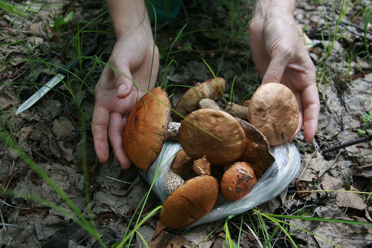 Фото: Архив АП