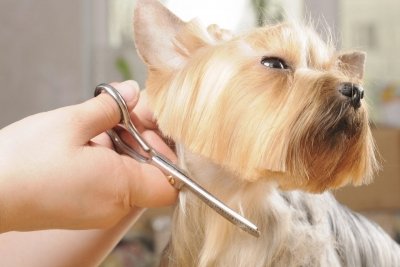 5 зоосалонов в Благовещенске, где можно подстричь кошек и собак