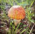 elena_pustovidko: За грибами больше не пустят