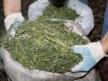 Мешок собранной у дороги марихуаны изъяли у амурчанина