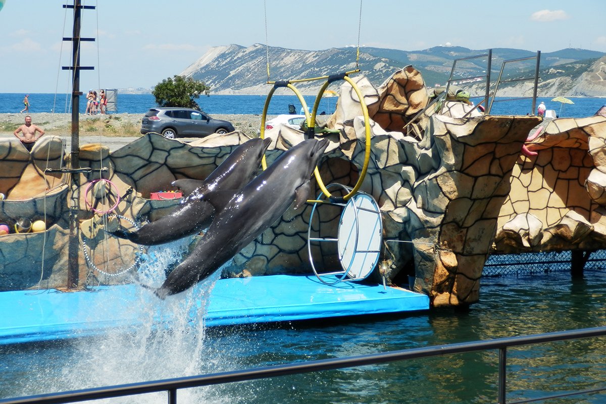 Шоу дельфинов на Большом Утрише.