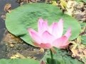 tatiana_cherepnenko_blg: Люблю нашу природу