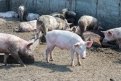 «Скифагро» построит в Приамурье свиноводческий комплекс