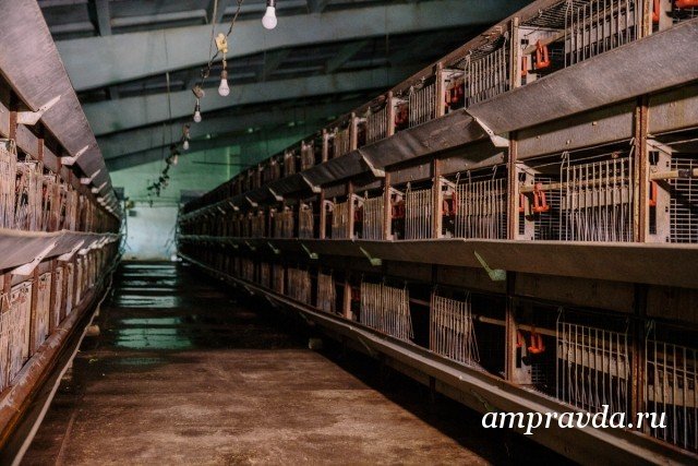 Фото: Архив АП