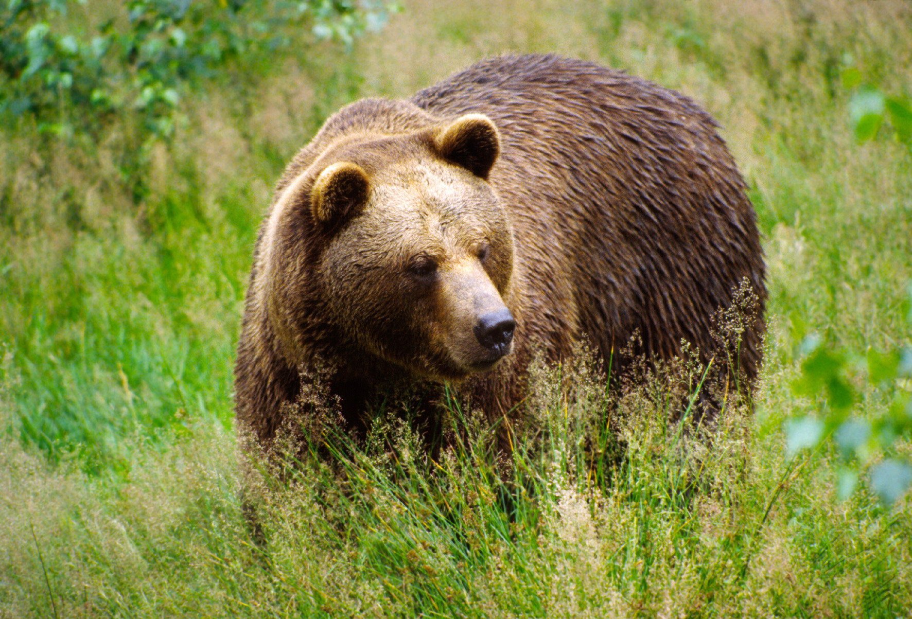 Фото: animalbox.ru