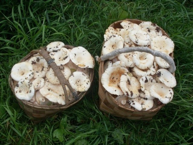 Фото: img0.liveinternet.ru