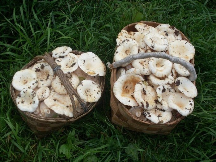 Фото: img0.liveinternet.ru