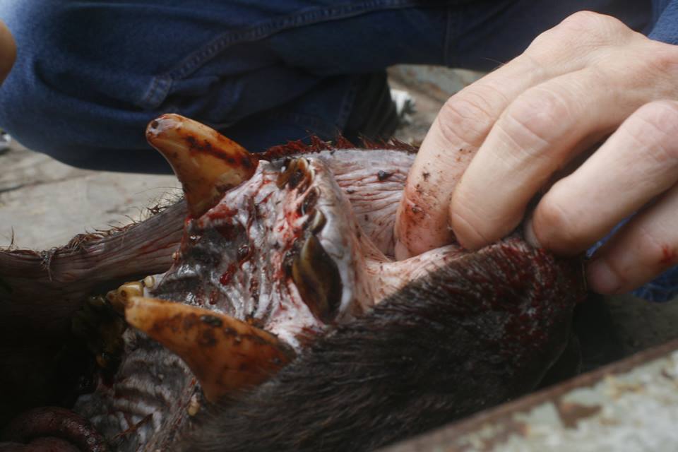 Фото: facebook.com/Вячеслав Кастрикин