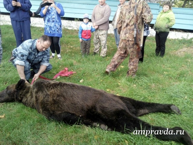 В Амурской области медведь пришел к школе