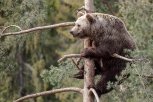 Хищникам стало тесно в тайге: амурские охотники не спешат выходить на медведя