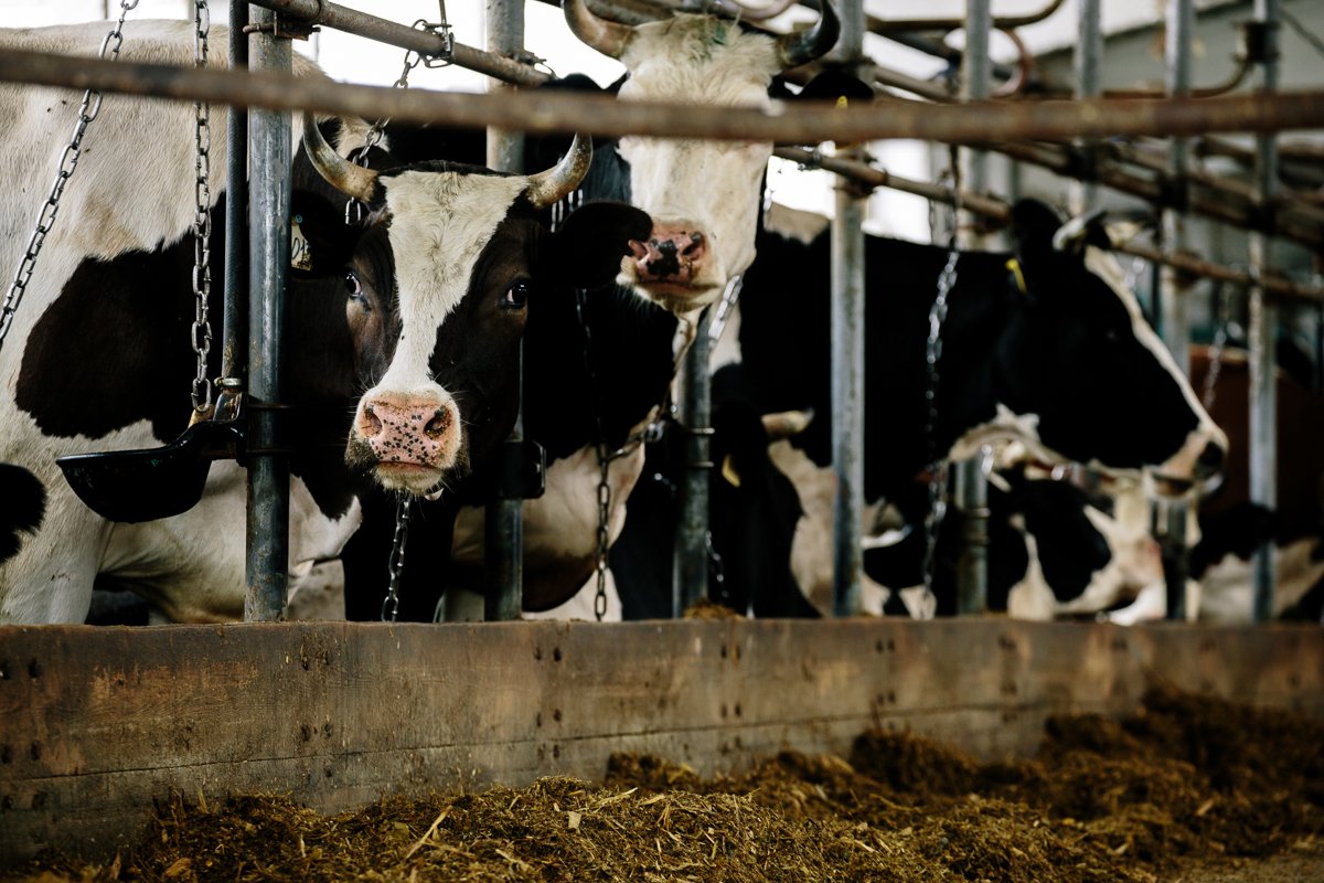 Фото: Сергей Лазовский