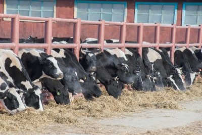 В млечный путь: в Белогорском районе возводят карусельную ферму для коров