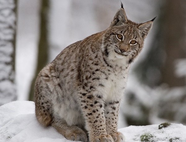 Фото: Veralline.com