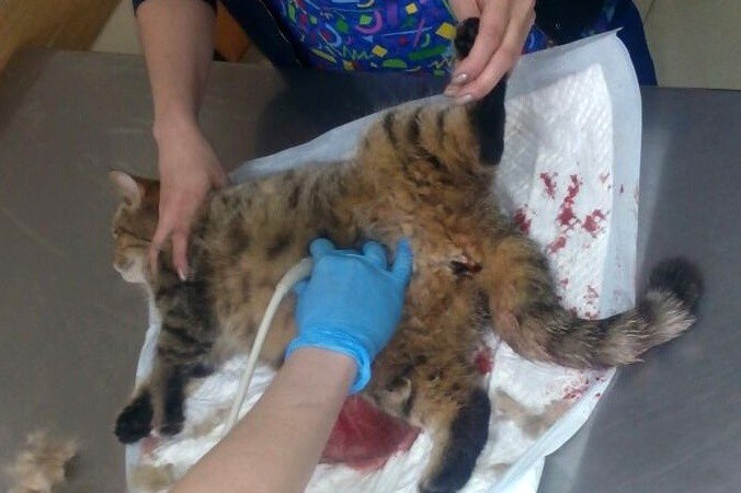 Фото: Ольга Толошманова