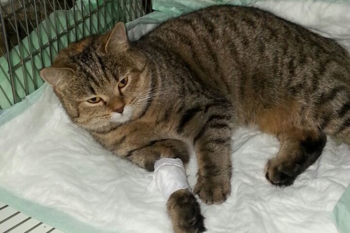 Фото: Ольга Толошманова