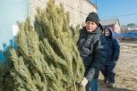 Как продлить жизнь новогодней красавице-елке