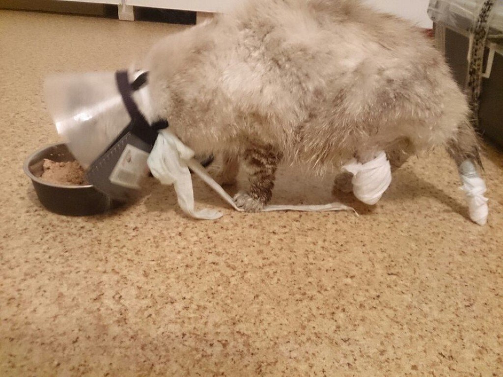 Усохшую лапку и часть хвоста Фросе пришлось ампутировать.