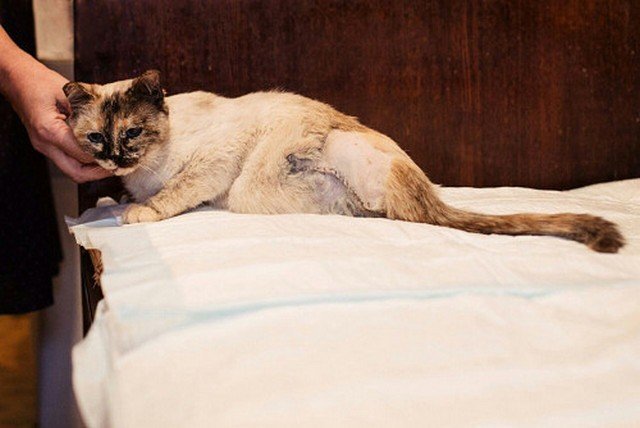 Трешке сделали экстренную операцию и ампутировали заднюю лапку.