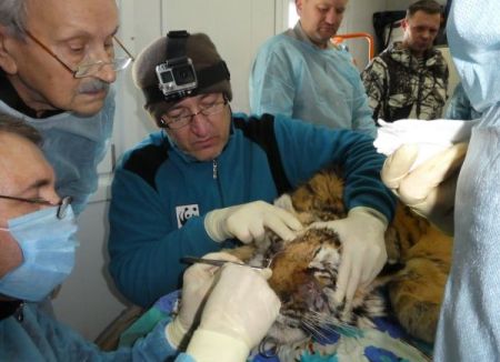 В Приморье погибла попавшая в капкан браконьера тигрица