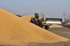 Урожай зерновых в 2016 году в Приамурье вырос на треть