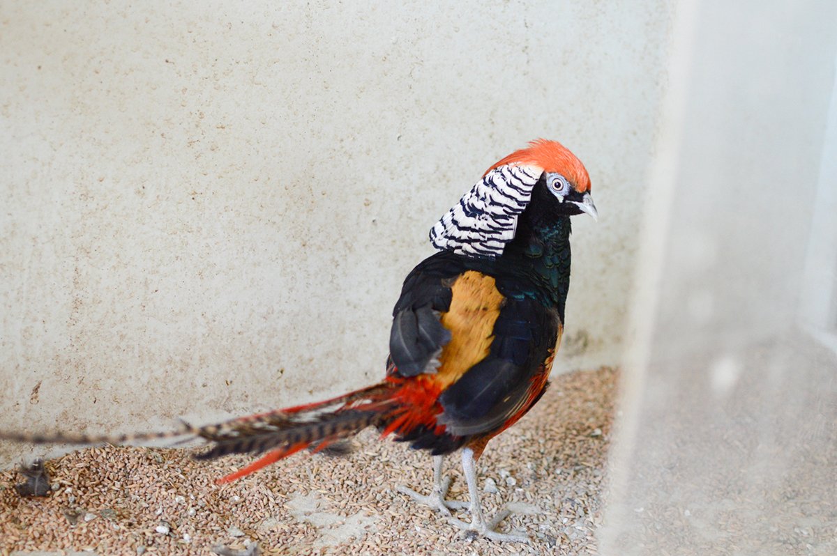 Уникальных фазанов директор купил за свои деньги.