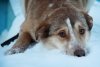 «Розовый снег»  в Благовещенске: зоозащитники предупреждают о новой отраве для собак